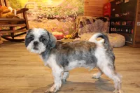 Lee Roy, a male Shih Tzu for sale in Norwood, MO – 5 of 9