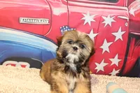 JR, a male Shih Tzu for sale in Norwood, MO – 3 of 8