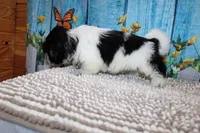 Jackson, a male Shih Tzu for sale in Norwood, MO – 7 of 10