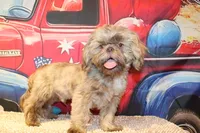 Porter, a male Shih Tzu for sale in Norwood, MO – 7 of 7