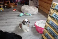 Alex, a male Shih Tzu for sale in Norwood, MO – 7 of 10