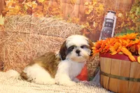 Bernie, a male Shih Tzu for sale in Norwood, MO – 6 of 10