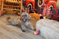Porter, a male Shih Tzu for sale in Norwood, MO – 3 of 7