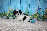 Shane, a male Shih Tzu for sale in Norwood, MO – 6 of 9