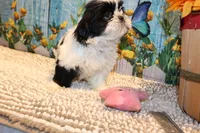 Lola, a female Shih Tzu for sale in Norwood, MO – 2 of 10