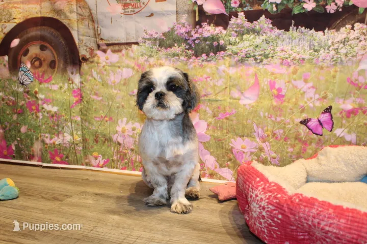 Lee Roy – Shih Tzu puppy for sale in Norwood, MO