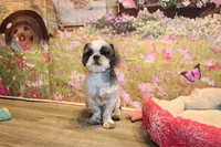 Lee Roy, a male Shih Tzu for sale in Norwood, MO – 1 of 9