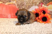 Otto, a male Shih Tzu for sale in Norwood, MO – 4 of 10