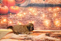 Otto, a male Shih Tzu for sale in Norwood, MO – 10 of 10