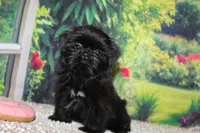 Katie Bug, a female Shih Tzu for sale in Norwood, MO – 5 of 10
