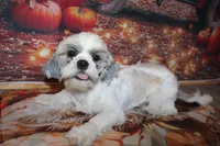 Tucker, a male Shih Tzu for sale in Norwood, MO – 6 of 9