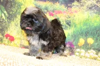 Tyrone, a male Shih Tzu for sale in Norwood, MO – 3 of 8