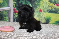 Katie Bug, a female Shih Tzu for sale in Norwood, MO – 3 of 10