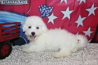 Blake, a male Bichon Frise for sale in Norwood, MO – 2 of 10