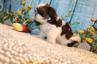 Kenny, a male Shih Tzu for sale in Norwood, MO – 10 of 10