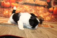 Frank, a male Shih Tzu for sale in Norwood, MO – 6 of 9