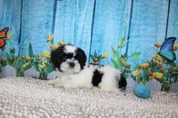 Shane, a male Shih Tzu for sale in Norwood, MO – 3 of 9