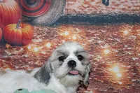 Tucker, a male Shih Tzu for sale in Norwood, MO – 3 of 9