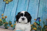 Shane, a male Shih Tzu for sale in Norwood, MO – 2 of 9