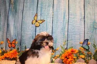 Ollie, a male Shih Tzu for sale in Norwood, MO – 8 of 10