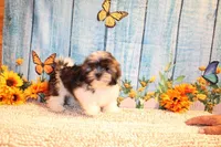 Ollie, a male Shih Tzu for sale in Norwood, MO – 10 of 10
