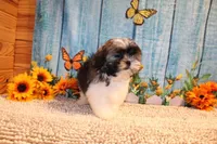 Ollie, a male Shih Tzu for sale in Norwood, MO – 9 of 10