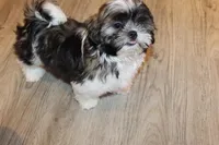 Ollie, a male Shih Tzu for sale in Norwood, MO – 4 of 10