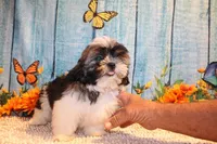 Ollie, a male Shih Tzu for sale in Norwood, MO – 7 of 10