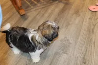 Ollie, a male Shih Tzu for sale in Norwood, MO – 5 of 10