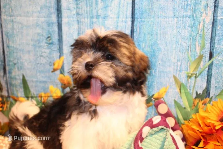 Ollie, a male Shih Tzu for sale in Norwood, MO – 1 of 10
