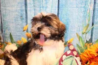 Ollie, a male Shih Tzu for sale in Norwood, MO – 1 of 10