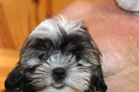 Ollie, a male Shih Tzu for sale in Norwood, MO – 2 of 10