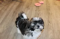 Ollie, a male Shih Tzu for sale in Norwood, MO – 3 of 10