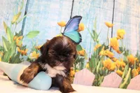 Webster, a male Shih Tzu for sale in Norwood, MO – Photo 2 of 5