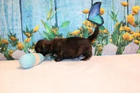 Webster, a male Shih Tzu for sale in Norwood, MO – Photo 4 of 5