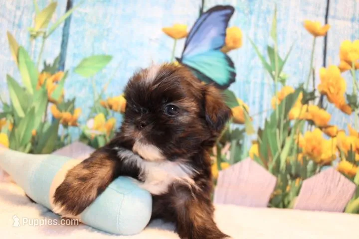 Webster – Shih Tzu puppy for sale in Norwood, MO