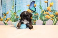 Webster, a male Shih Tzu for sale in Norwood, MO – Photo 3 of 5