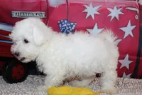 Blake, a male Bichon Frise for sale in Norwood, MO – 4 of 10