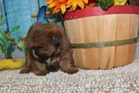 Alvin, a male Shih Tzu for sale in Norwood, MO – 6 of 7