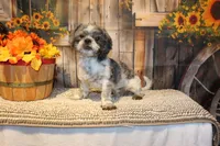 Sam, a male Shih Tzu for sale in Norwood, MO – 2 of 8