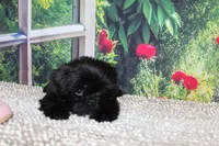Katie Bug, a female Shih Tzu for sale in Norwood, MO – 7 of 10