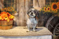 Sam, a male Shih Tzu for sale in Norwood, MO – 7 of 8