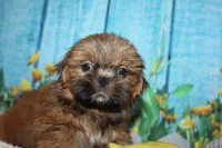 Alvin, a male Shih Tzu for sale in Norwood, MO – 5 of 7
