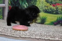 Katie Bug, a female Shih Tzu for sale in Norwood, MO – 2 of 10