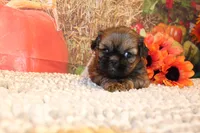 Otto, a male Shih Tzu for sale in Norwood, MO – 8 of 10