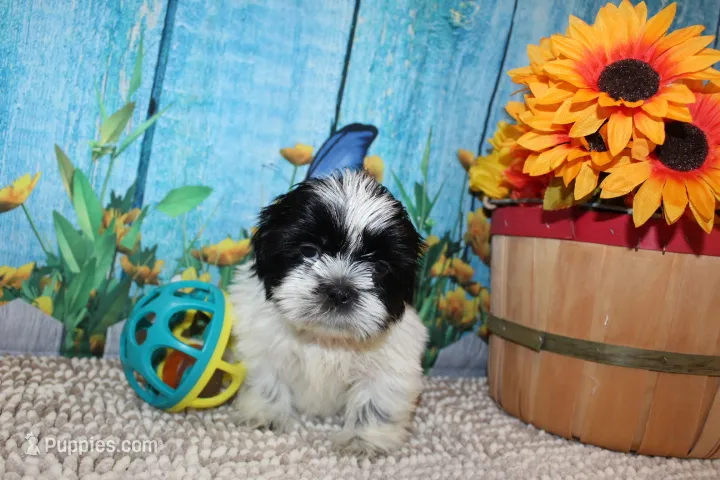 Jackson – Shih Tzu puppy for sale in Norwood, MO