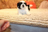 Frank, a male Shih Tzu for sale in Norwood, MO – 3 of 9