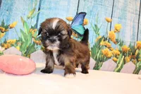 Maria, a female Shih Tzu for sale in Norwood, MO – Photo 2 of 6
