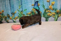 Maria, a female Shih Tzu for sale in Norwood, MO – Photo 6 of 6