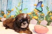 Maria, a female Shih Tzu for sale in Norwood, MO – Photo 3 of 6